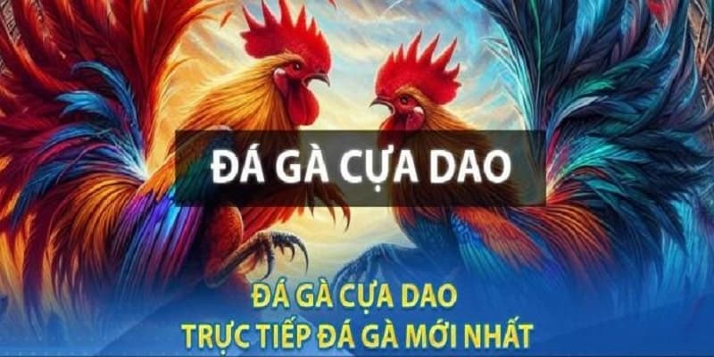 Lưu ý khi áp dụng kinh nghiệm đá gà cựa dao